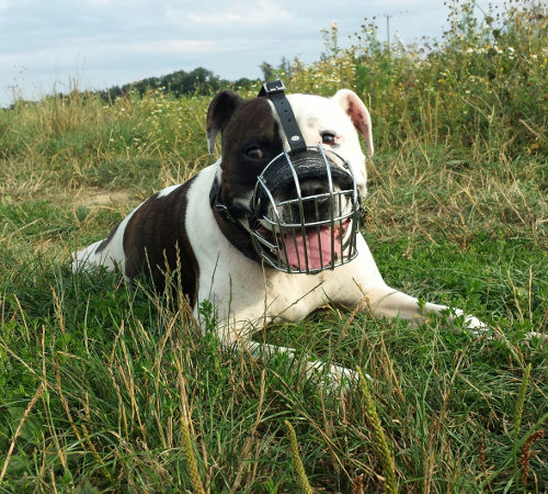 Best muzzle for staffordshire bull outlet terrier